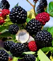 BALDUR Garten Obstpflanze Zuckerbrombeere 'Asterina®', 1 St., Selbstbefruchtend, winterhart, pflegeleicht
