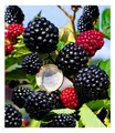Zuckerbrombeere "Asterina®" 1 Pflanze Rubus fruticosus winterhart