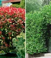 BALDUR Garten Hecken Immergrüne Hecken-Kollektion, 2 St., Kirschlorbeer-hecke, immergrün, winterhart, mehrjährig