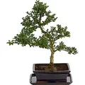 Dehner Japanische Stechpalme im Keramiktopf, immergrün, ca. 30-40 cm, Topf ca. 20 cm, Outdoor-Bonsai - dunkelgrün