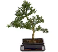 Dehner Zimmerpflanze Bonsai Japanische Stechpalme, Ilex crenata, ca. 30-40 cm, Topf 20 cm, immergrüner Outdoor-Bonsai, in stilechter Keramikschale