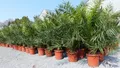 gruenwaren jakubik Baum Palme XXL 160 cm Phoenix canariensis, kanarische Dattelpalme