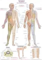 Lehrtafel"Dermatome", 50x70cm