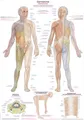 Lehrtafel Dermatome  50x70cm