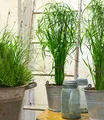 BALDUR Garten 1x Zyperngras - Cyperus Alternifolius ca. 45-55 cm, Pflanze im 13 cm-Topf, Zimmerpflanze für Wohnung & Büro, unterstützt gutes Raumklima, im Sommer auf Balkon & Terrasse, pflegeleicht