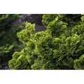 Chamaecyparis Obtusa Nana Aurea Hinoki-Scheinzypresse Goldgelb 100–125 cm