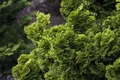 Pflanzen für Dich Konifere Chamaecyparis obt. Nana Aurea, 1 St., Hinoki-Scheinzypresse, goldgelb, kompaktwüchsig