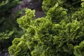 Chamaecyparis obtusa 'Nana Aurea', Hinoki-Scheinzypresse, goldgelb, 100–125 cm