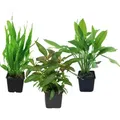Mutterpflanzen Set Mit 3 Tropica Xl Topf Pflanzen Aquariumpflanzenset Nr.121