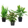 AquaOne Aquarium Pflanzen I 3X Mutterpflanzen XL I Mutterpflanze Aquarienpflanze I Echinodorus grisebachii Microsorum pteropus Hygrophila corymbosa I Set mit 3 Wasserpflanzen