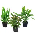 Mutterpflanzen Set mit 3 Tropica XL Topf Pflanzen Aquariumpflanzenset Nr.121