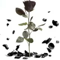 Ewige Rose Schwarz - echte ewige Rose mit Stiel 30-35cm lang haltbar 3 Jahre - Blumen schwarze Deko Geschenke für Frauen zum Geburtstag - Beste Freundin Geschenke (Schwarz)