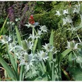 Elfenbeindistel Silver Ghost - Eryngium giganteum