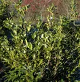 Aufrechte Lorbeerkirsche 40-60cm - Prunus laurocerasus