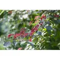 Pflanzen-für-dich.de - Wolliger Schneeball Viburnum Lantana C 60- 100