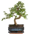 Dehner Zimmerpflanze Bonsai Japanische Zelkove, Zelkova serrata, ca. 30-35 cm, Topf 20 cm, Outdoor-Bonsai mit gezackten Blättern, in stilechter Keramikschale