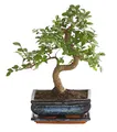Outdoor Bonsai Japanische Zelkove im Keramiktopf ca. 30-35 cm Topf 20 cm, Dehner