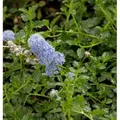 Kriechende Sächelblume 40-60cm - Ceanothus thyrsiflorus
