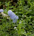 Kriechende Sächelblume 40-60cm - Ceanothus thyrsiflorus
