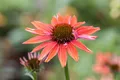 Echinacea purpurea 'Sundown' -R-, orange, ca. 11x11 cm Topf