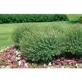 Salix Purpurea Nana Purpur-Weide Kompakt 40–60 cm