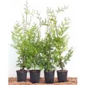 Thuja occidentalis 'Brabant' 40-60 cm