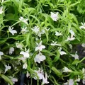 Exotenherz Männertreu Hängend Weiß Lobelia Richardii 11cm Set mit 3 Pflanzen
