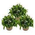 Männertreu hängend - weiss - Lobelia richardii - 11cm - Set mit 3 Pflanzen
