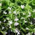 Männertreu hängend - weiss - Lobelia richardii - 11cm - Set mit 3 Pflanzen