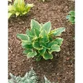 Hosta Plantaginea So Sweet Duftende Funkie Ca. 11x11 cm Topf
