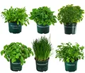 Dehner Kräuter-Set Küchenkräuter, 6 Stück, Basilikum, Liebstöckel, Petersilie, Schnittlauch, Rucola, Zitronenmelisse, je ca. 15 cm, Ø Topf 12 cm, Kräuterpflanze