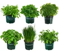 Dehner Gewürzkraut Kräuter-Set, Küchenkräuter, 6 Stück, je ca. 15 cm