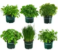 Kräuter-Set Küchenkräuter Würzkraut 6 Sorten je ca. 15 cm Ø Topf 12 cm, Dehner
