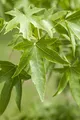 Liquidambar styraciflua 60–80 cm – Winterhart, Mehrjährig, Pflegeleicht – Amerikanischer Amberbaum – Zierbaum für Garten & Einzelstellung