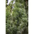 Taxus media 'Straight Hedge' 40-50 cm