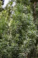 Pflanzen für Dich Konifere Taxus media Straight Hedge, 1 St., Becher-Eibe, Hybrid-Eibe, immergrün, schnittverträglich
