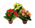 Exotenherz Zimmerpflanze Mini-Kalanchoe Rosalina 3er Set Flammendes Käthchen 5,5cm Topf