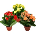 Mini-Kalanchoe "Rosalina" - Set mit 3 Pflanzen - Flammendes Käthchen 5,5cm Topf