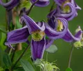 Dehner Gehölze Waldrebe Fascination, Clematis integrifolia, lila Blüten, 90 cm, Kletterpflanze zur Begrünung von Fassaden, Obelisken und Hauswänden