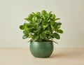 NatureHolic Peperomia obtusifolia - Zwergpfeffer mit glänzenden Dickblättern - Robuste & pflegeleichte Zimmerpflanze für Schreibtisch, Regal & Terrarium - 12 cm, im 6 cm Topf