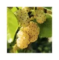 Stk - 20x Weiße Maulbeeren (Morus alba) Beeren Obst Baum Pflanzen - Samen A449 - Seeds & Plants Shop by Ipsa