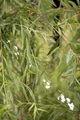 Salix alba 'Tristis' 100–150 cm – Winterhart Mehrjährig Pflegeleicht – Trauerweide – Solitärbaum für Garten & Park