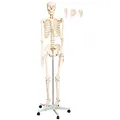 Anatomie Modell Skelett Lebensgroß 175 cm mit Knochen Körper Skeleton Lehrmodelle Menschliches Mensch Medizin Skelett mit Ständer Anatomy Menschen MedMod