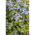 Brunnera Macrophylla Kaukasusvergissmeinnicht Ca. 9x9 cm Topf