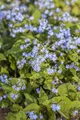 Pflanzen für Dich Staude Brunnera macrophylla, 1 St., Kaukasus-Vergissmeinnicht, Großblättriges Kaukasusvergissmeinnicht