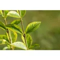 Ligustrum ovalifolium 'Aureum' 40-60 cm