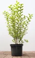 Pflanzen für Dich Gehölze Ligustrum oval. Aureum, 1 St., Goldliguster, Ovalblättriger Liguster
