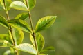 Ligustrum ovalifolium 'Aureum', Goldliguster, gelb-grün, 40–60 cm