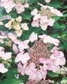 Pflanzen für Dich Gehölze Hydrangea macrophylla Blaumeise rosa, 1 St., Bauernhortensie, Gartenhortensie