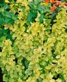 Pflanzen für Dich Kletterpflanze Lonicera japonica Aureoreticulata, 1 St., Japanisches Geißblatt, Goldgeflecktes Geißblatt, gelbgrün, kletterpflanze